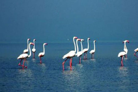 Golden Triangle with Chilika Lake Tours