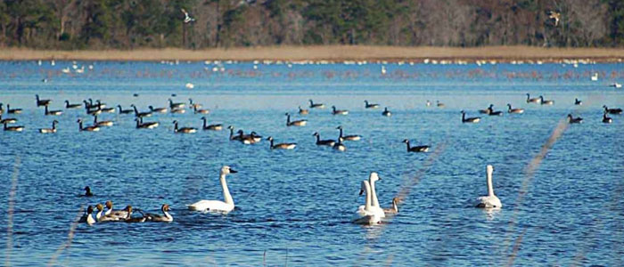 birds-island