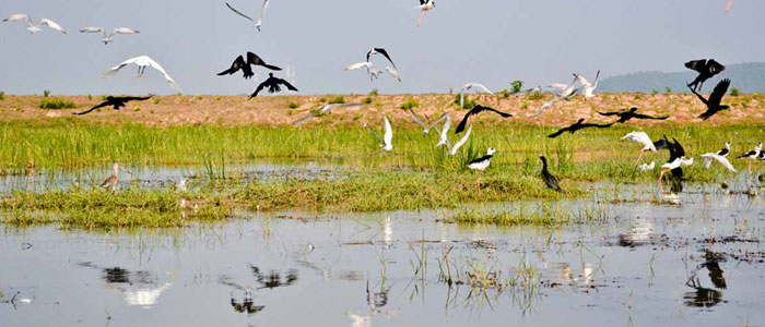 mangalajodi-lake