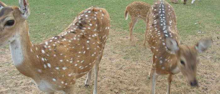 cuttack-deer-park