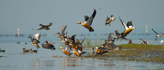 The Chilika Lake 