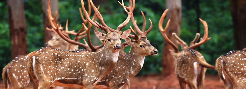 Now you can book the most adventurous Wildlife Tours in Odisha