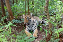 wildlife tour odisha