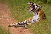 Odisha Wildlife Tour