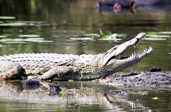 bhitarkanika-national-park