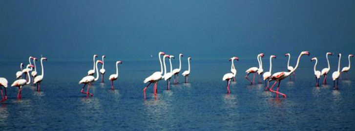 chilika-tour