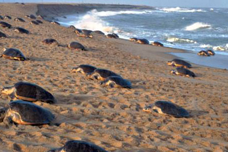 Olive Ridley Tours