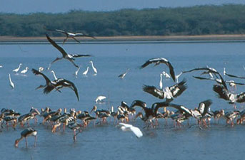 chilika-lake