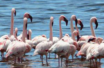 chilika-lake-bird