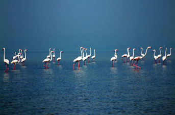 chilika-lake