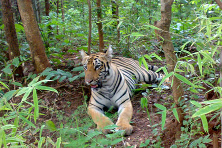 Odisha Wildlife Tour 