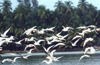 bhitarkanika-national-park