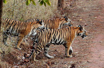 simlipal-national-park