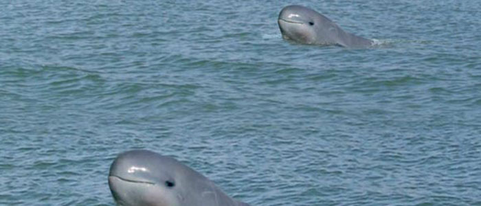 satapada-dolphin