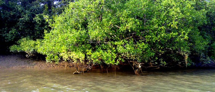 The Bhitarkanika Mangroves