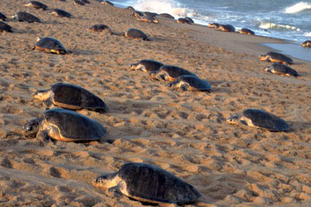 olive-ridley-tours