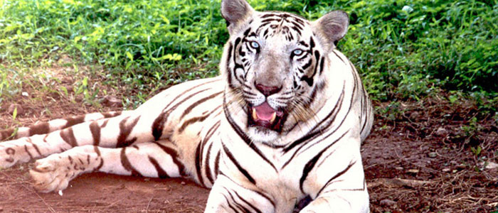 Simlipal National Park - Patra Tours and Travels Simlipal National Park - Patra Tours and Travels