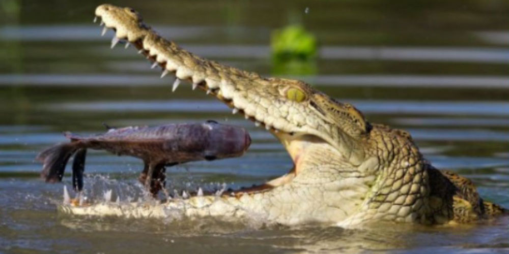 Discover the Allure of the Enchanting Mangroves at Bhitarkanika National Park