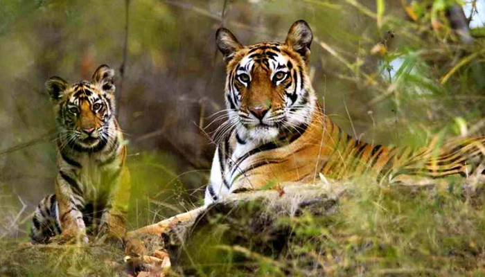 Satpura-Tiger-Reserve-Tour-Package-2-Nights-3-Days-A-Wild-Adventure-with-Patra-Travels.