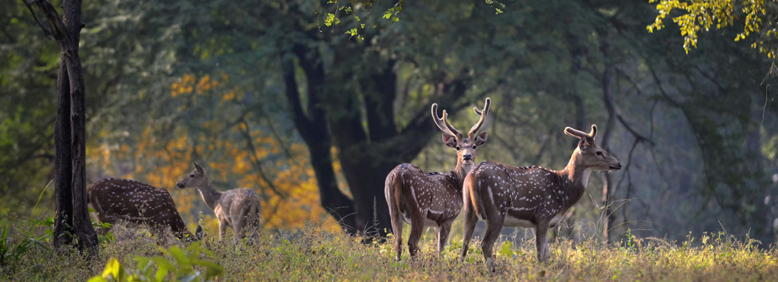 satpura-tiger-reserve-tour-package-2-nights-3-days