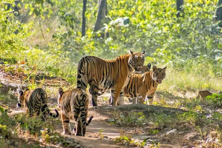 satpura-tiger-reserve-tour-package-2-nights-3-days