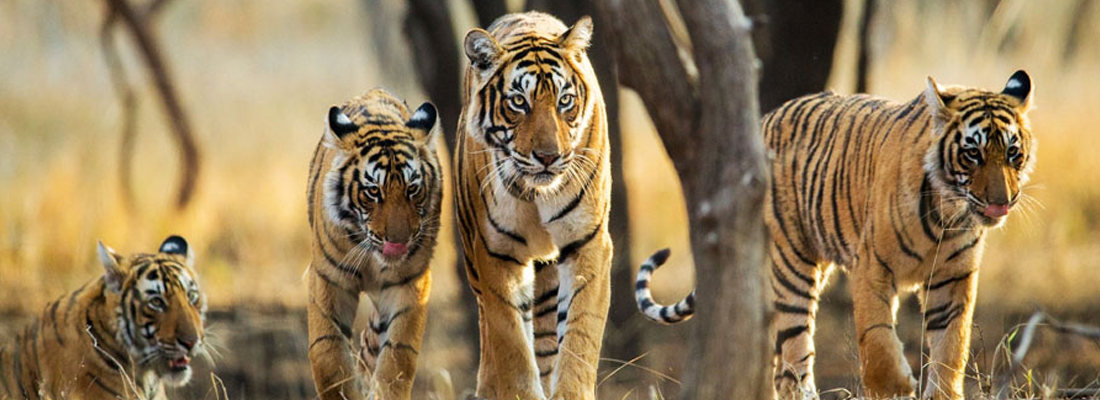 satpura-tiger-reserve-tour-package-2-nights-3-days